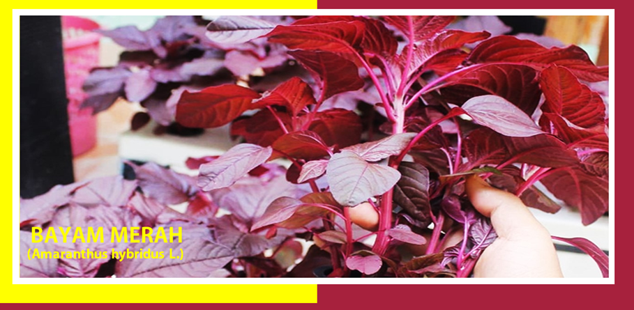 Khasiat Bayam Merah Obati Anemia